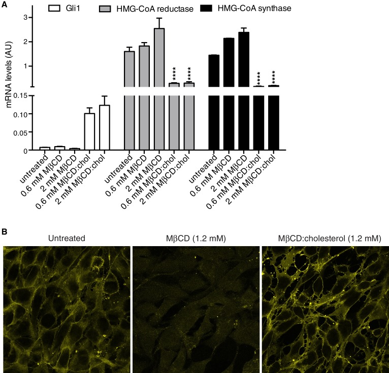 Figure 1—figure supplement 1.