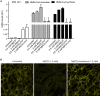 Figure 1—figure supplement 1.