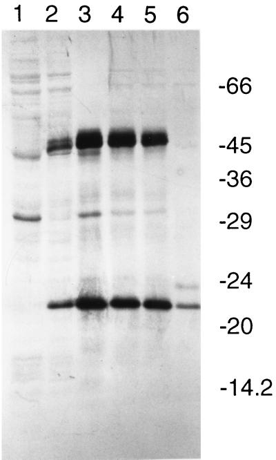 FIG. 5