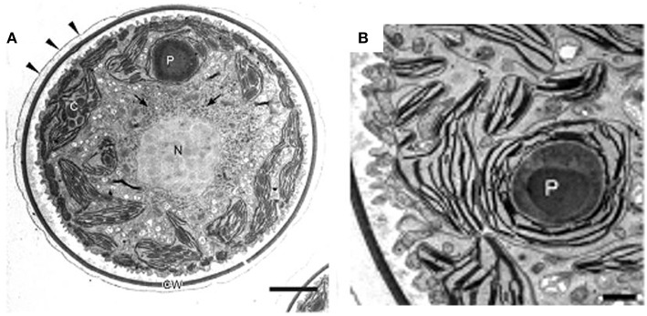 Figure 4