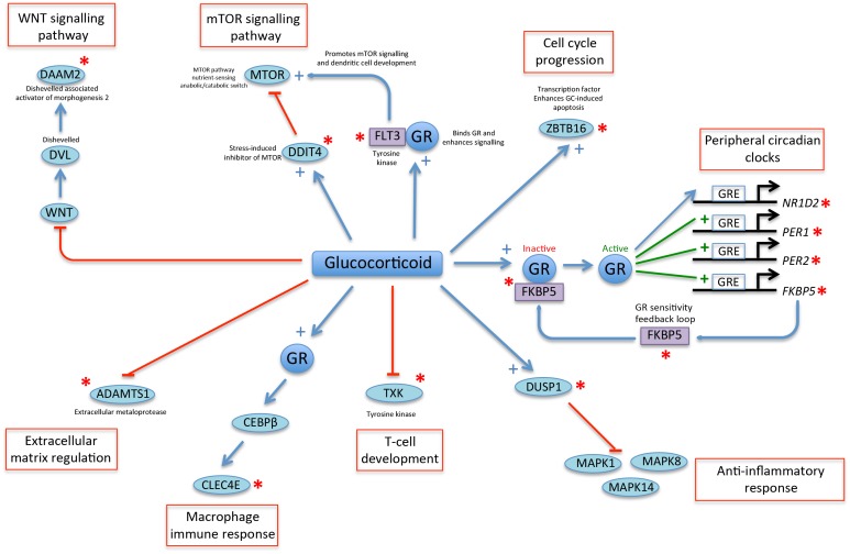 Figure 5—figure supplement 1.