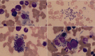 Figure 1: