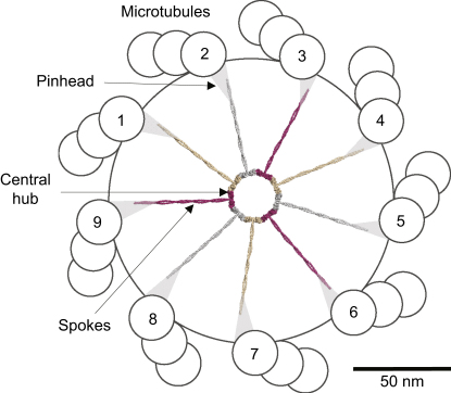 Figure 7