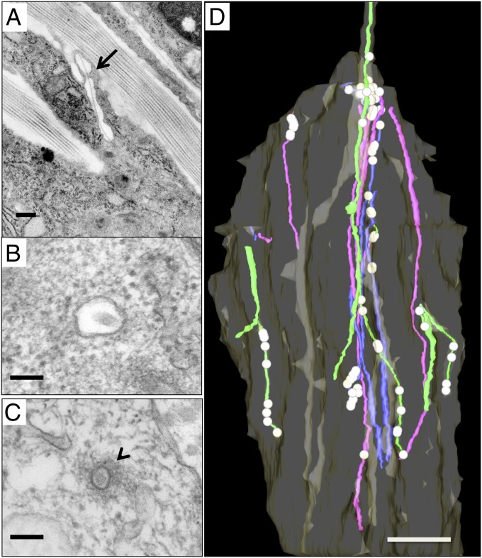 Fig. 8.