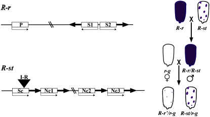 Figure 1.—