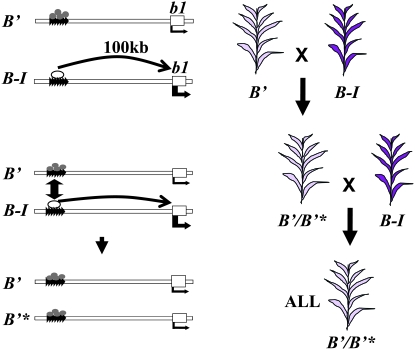 Figure 2.—