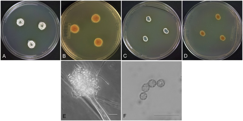 Fig. 13.