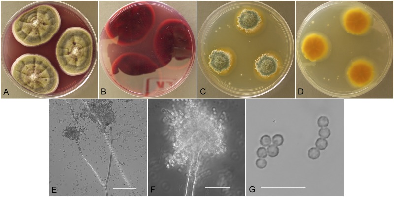 Fig. 6.