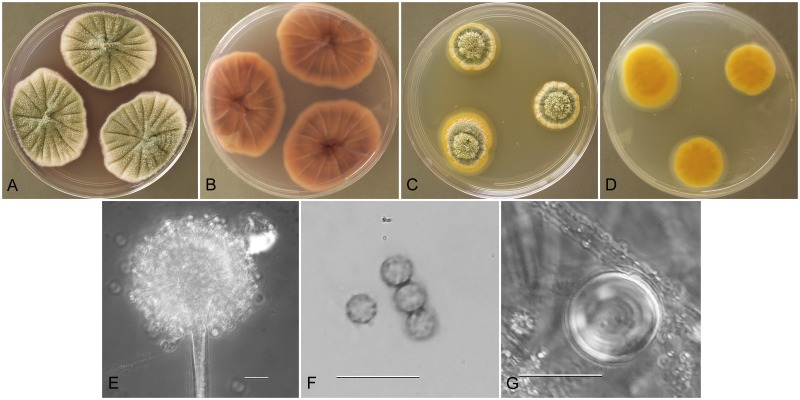 Fig. 10.