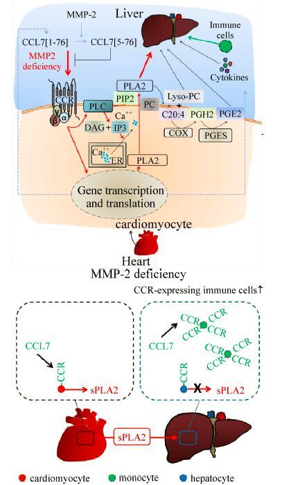 graphic file with name jbr-33-3-145-fig2.jpg