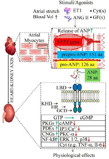 graphic file with name jbr-33-3-145-fig1.jpg