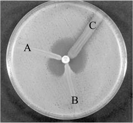 FIG. 1.