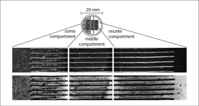 Figure 26.4.1