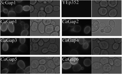 Fig. 2.