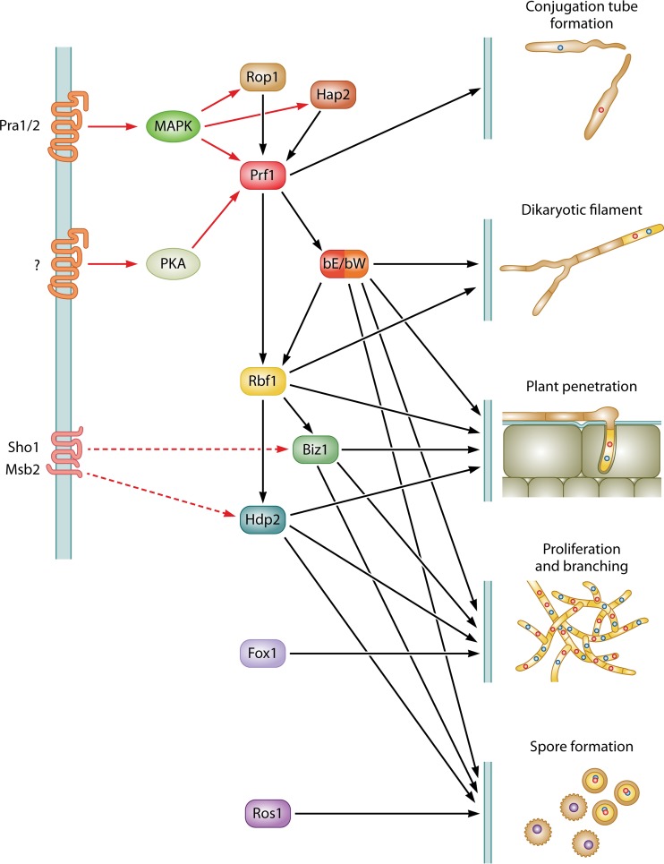 FIG 10