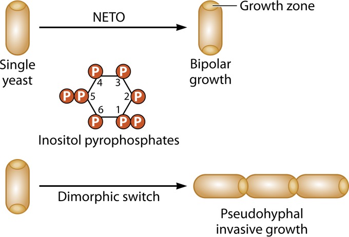 FIG 6