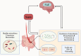 Diagram illustrating the relationship between gut health and sepsis. The gut with healthy microbiota, including Firmicutes and Bacteroides, disrupts due to dysbiosis involving increased Proteobacteria and changes in Firmicutes and Bacteroides levels. This condition leads to a leaky gut, indicated by decreased ZO-1 and Occludin, contributing to sepsis and SAE (Sepsis-Associated Encephalopathy). Arrows depict progression and interaction pathways.