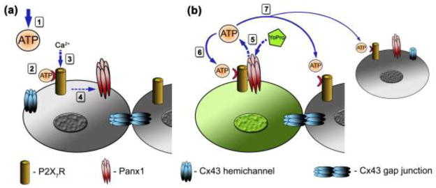 Figure 7