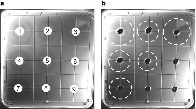 Figure 7