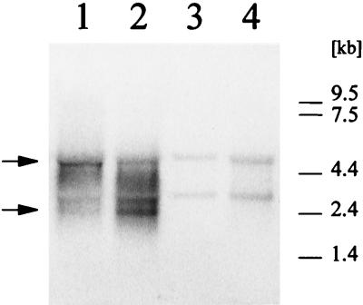 FIG. 5