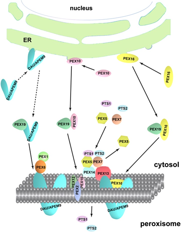 Figure 11.