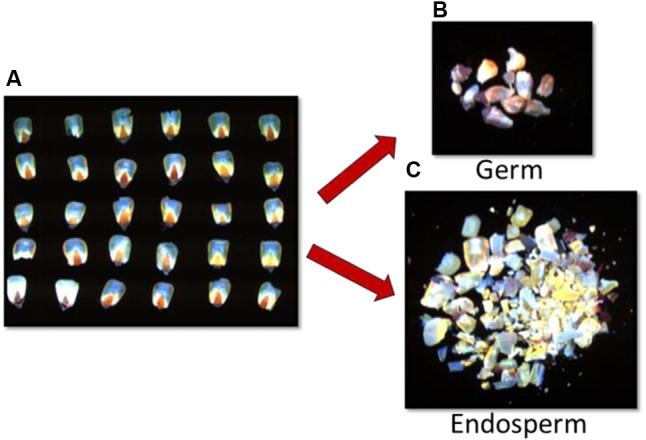 FIGURE 3