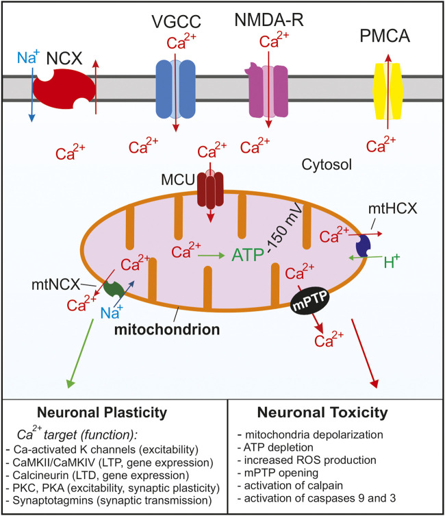 FIGURE 1