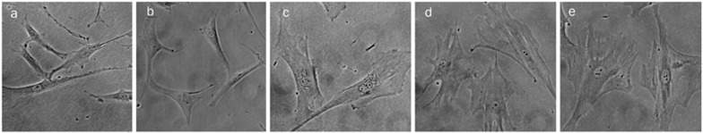 Figure 2D