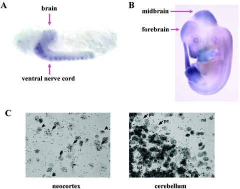 Figure  4. 