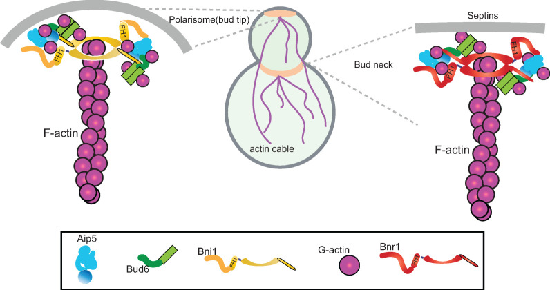 FIGURE 6: