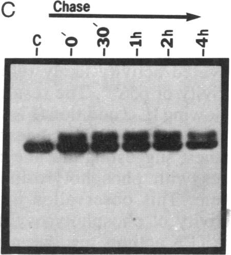 graphic file with name pnas01055-0414-d.jpg