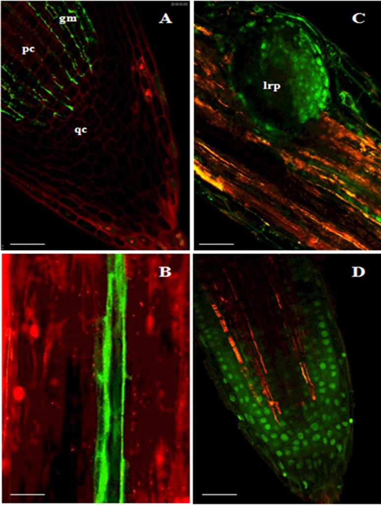 Figure 6