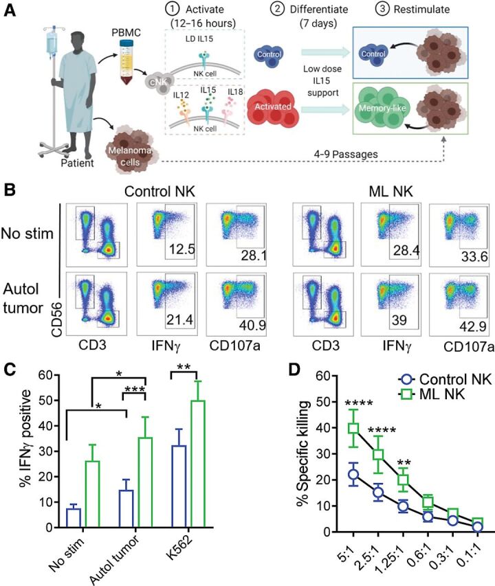 Figure 3. Memory-like NK cells from patients with advanced melanoma exhibit enhanced ability to control autologous tumor. A, PBMC containing patient NK cells were preactivated as indicated in Fig. 2A. Melanoma cell lines generated from metastatic tissue were used as target cells for the functional assays. B, Representative flow cytometry plots of control and ML NK cells from a patient with advanced melanoma stimulated with autologous tumor. Numbers indicate percentage of positive cells. ML NK cells (green) from patients with melanoma patients display superior ability to produce IFNγ upon stimulation with autologous tumor (5:1 E:T ratio) compared with control NK cells (blue; C). D, ML NK cells from patients with advanced melanoma exhibit superior ability to kill autologous melanoma targets compared with control NK cells at different E:T ratios. Killing was evaluated in a standard 4-hours 51Cr release assay. Bars represent mean ± SEM from all patients. Two-way ANOVA with Tukey post hoc analysis. *, P < 0.05; **, P < 0.01; ***, P < 0.001; ****, P < 0.0001. n = 7.