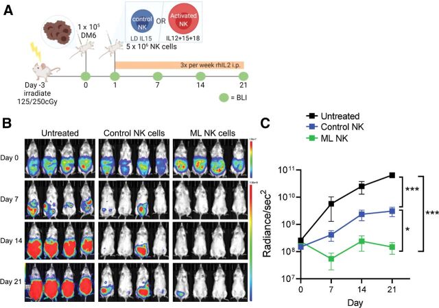 Figure 5. Human ML NK cells effectively control melanoma targets in a xenograft model in NSG mice. A, NSG mice were injected with 1 × 105 (i.p.) DM6 melanoma cells expressing RhoC/Luc 1 day before NK-cell injection. At day 1, tumor-bearing mice were injected with 5 × 106 control or ML NK cells (intraperitoneal) and the tumor burden was assessed using BLI every week (B). BLI images in B are representative from one of three independent experiments. C, Summary data indicate that allogenic ML NK cells control melanoma targets in vivo better than control NK cells. Three to seven mice per group from three independent experiments. C, Data from all mice from the three experiments (untreated = 11 mice, control NK cells = 16 mice, and ML NK cells = 15 mice). Two-way ANOVA - mixed-effect model with Tukey post-test. *, P < 0.05; ***, P < 0.001.