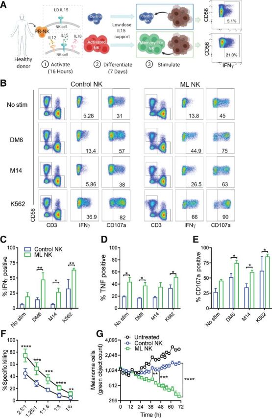 Figure 2. ML NK cells from normal donors exhibit enhanced ability to control melanoma compared with conventional NK cells. A, PBMC-derived NK cells from HD were activated with IL12/IL15/IL18 (or IL15 alone as control) for 16–18 hours (1). Activated NK cells were differentiated into ML NK cells in vitro during 7 days in presence of low-dose IL15 (2). Upon a second stimulation (3), ML NK cells exhibited enhanced responses against tumor target and cytokines, compared with control or conventional NK cells. B, Representative flow cytometry and gating strategy to evaluate cytokine secretion and degranulation (CD107a+ cells) of control and ML NK cells stimulated with melanoma cell lines (DM6, M14) and K562 cells. Numbers indicate percentage of positive cells. Summary data of IFNγ (C), TNF (D), and degranulation of control (blue) and ML (green) NK cells (E) restimulated 6 hours in vitro with DM6, M14, and K562 cells. Cells lines were used at a 10:1 E:T ratio. ML NK cell exhibited superior killing ability against DM6 compared with control NK cells in a standard 4-hours 51Cr release assay (F) and a 72-hour Incucyte assay (G). Purified NK cells were used for the cytotoxic assays. Bars represent mean ± SEM. Two-way ANOVA test. *, P < 0.05; **, P < 0.01; ***, P < 0.001; ****, P < 0.0001. n = 3 in C–E, n = 9 in F. G shows a representative experiment out of three independent experiments.