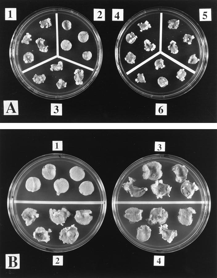 FIG. 6