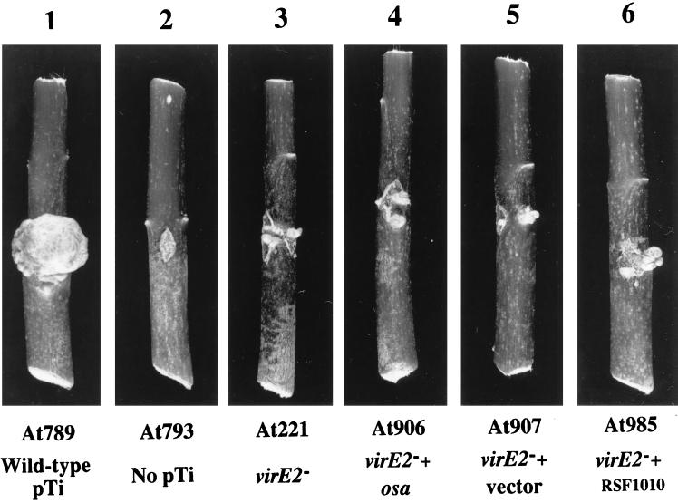 FIG. 5