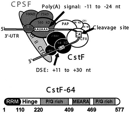 graphic file with name cdg259f1.jpg