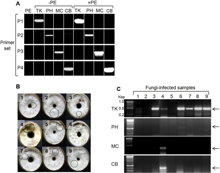 Fig. 3