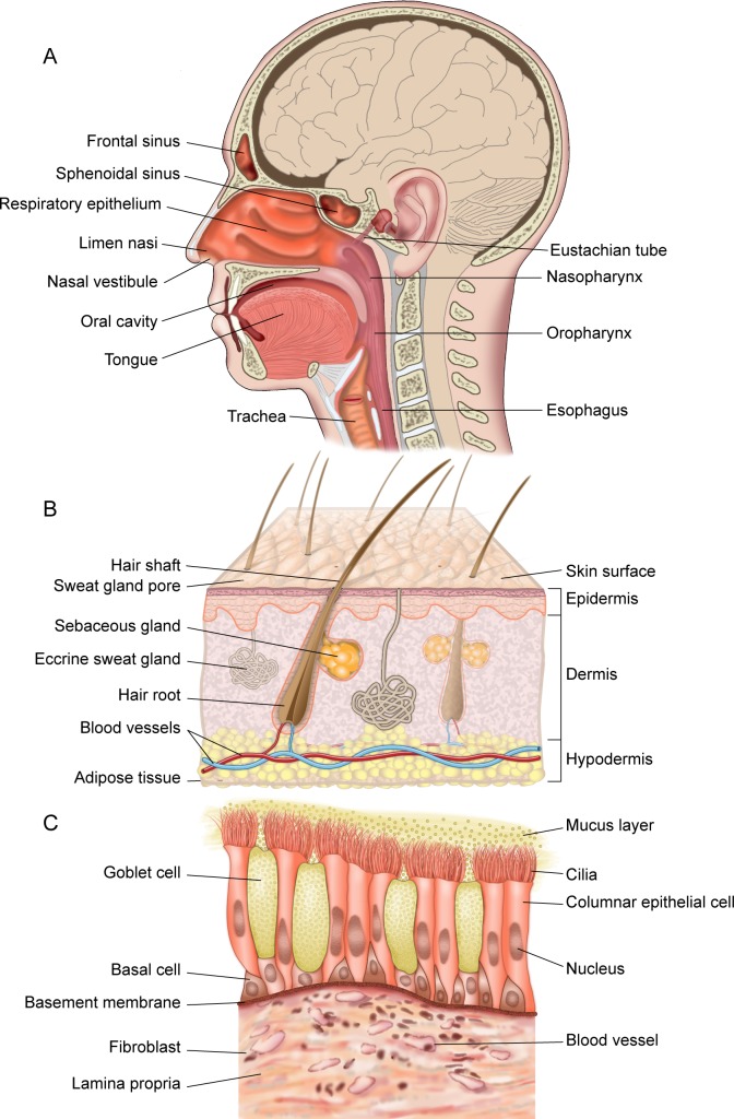 Fig 1