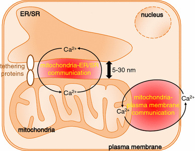 Fig. 2