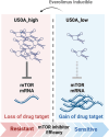 Image, graphical abstract