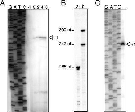 FIG. 2.