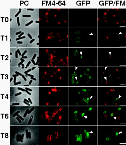 FIG. 4.