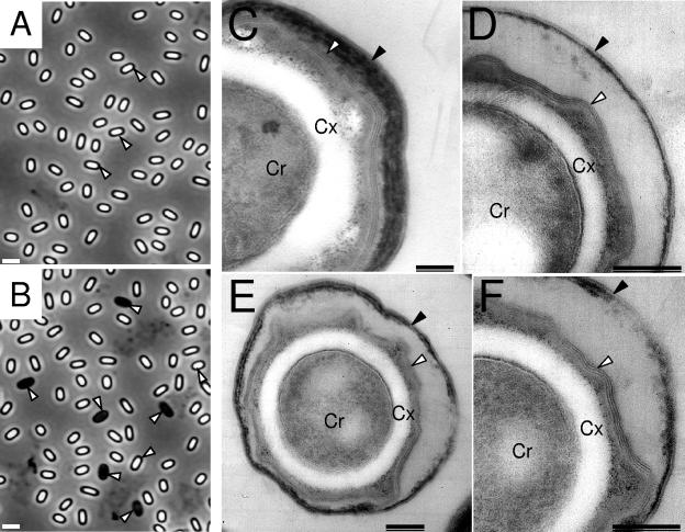 FIG. 5.