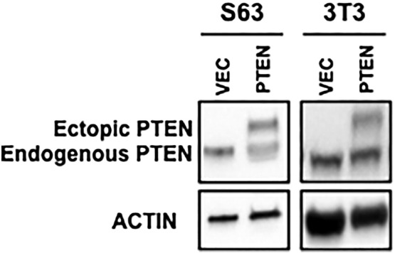 Supplemental Figure 4