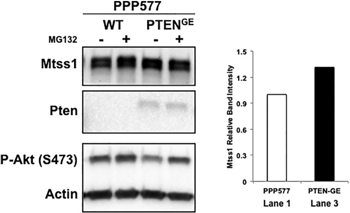 Supplemental Figure 5