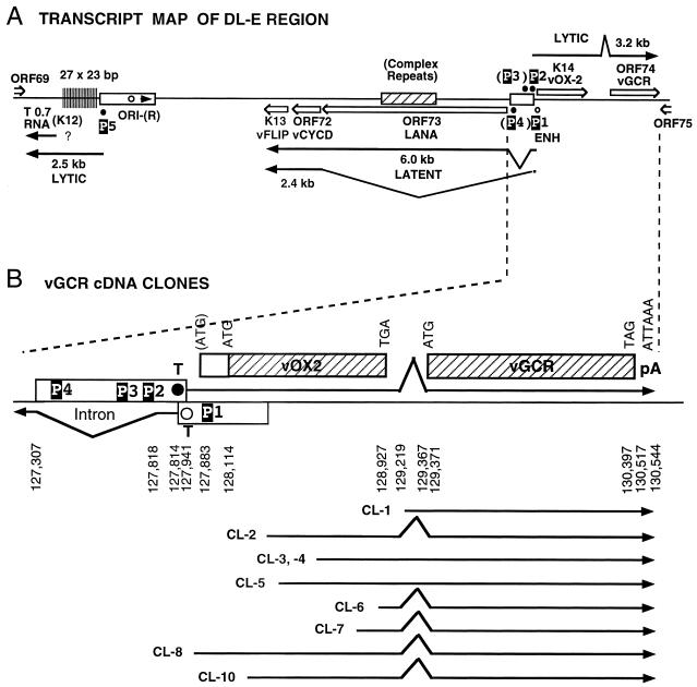 FIG. 2.