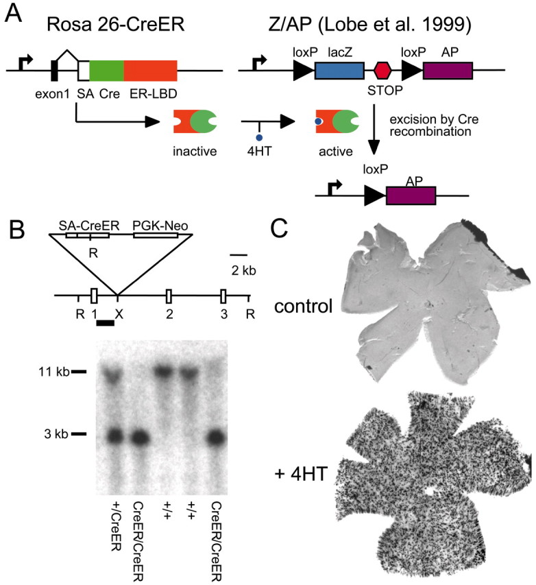 Fig. 1.