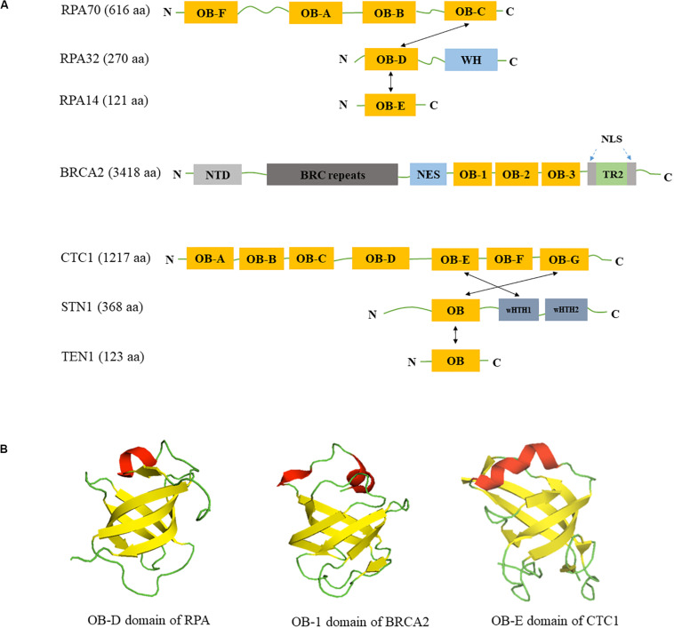 FIGURE 1